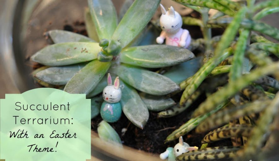 Make Your Own Succulent Terrarium (but don’t drown it!)