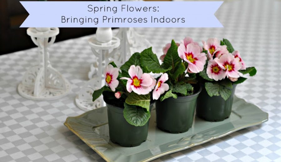 Spring blooms: Primroses in the house!